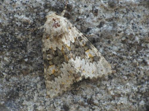 Réf. 238 005 : Hecatera dysodea